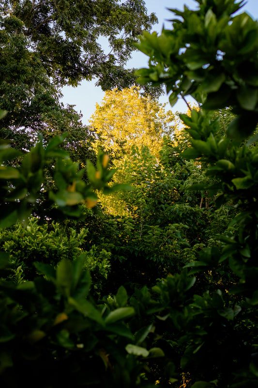 INTO THE RIPARIAN LAND