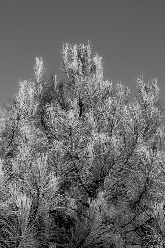 EVERGREEN II
