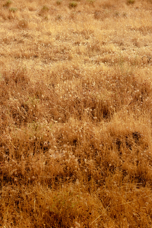 SEA OF YELLOW GRASS