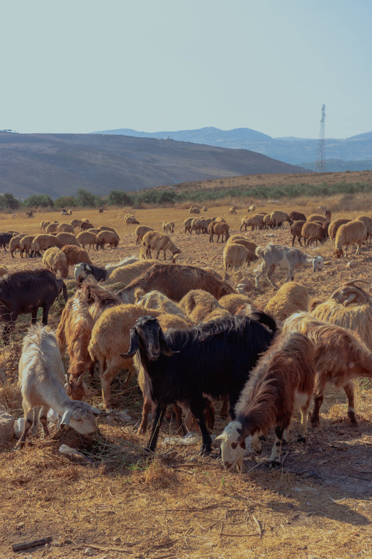 BAA BAA BLACK GOAT